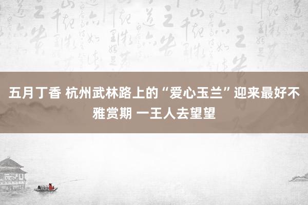 五月丁香 杭州武林路上的“爱心玉兰”迎来最好不雅赏期 一王人去望望